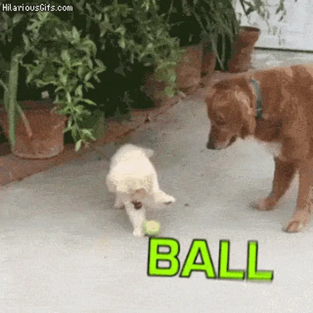 Confused Dog GIF